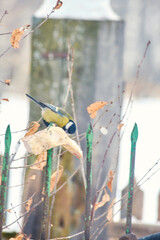 A great tit (Parus major) sits on a piece of lard at an outdoor feeder in winter. © Michel F