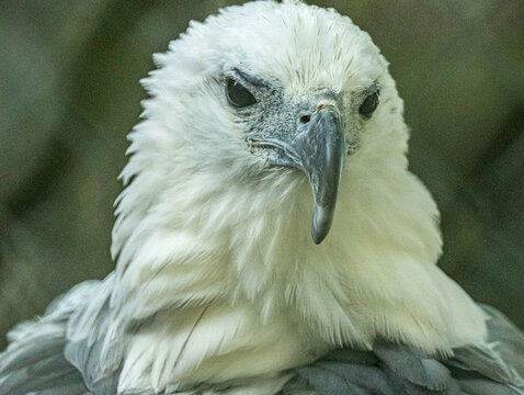 White-bellied sea eagle staring at the camera