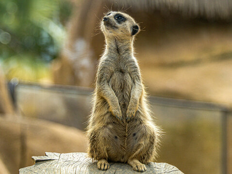 Meerkat on guard looking up at the sky