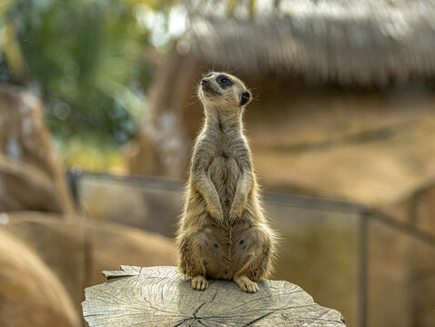 Meerkat standing upright on a tree stump
