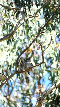 Pair of Noisy Miner fledglings perched on a tree branch, South Australia