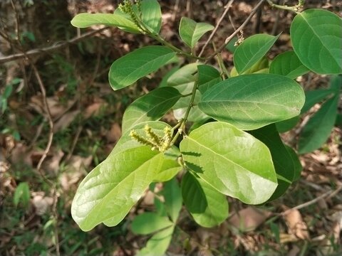 Close up of fresh green Antidesma bunius leaves with young flower buds growing wild in nature
