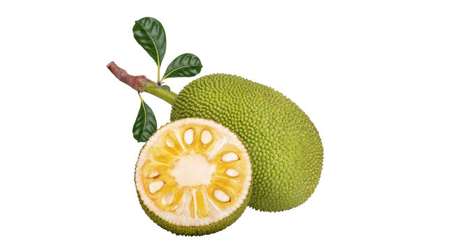 Fresh whole and cut jackfruit with leaves isolated on black background