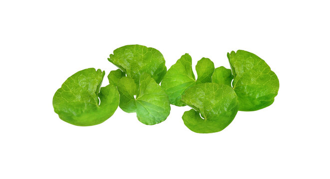 Fresh green gotu kola leaves medicinal herb isolated on black background