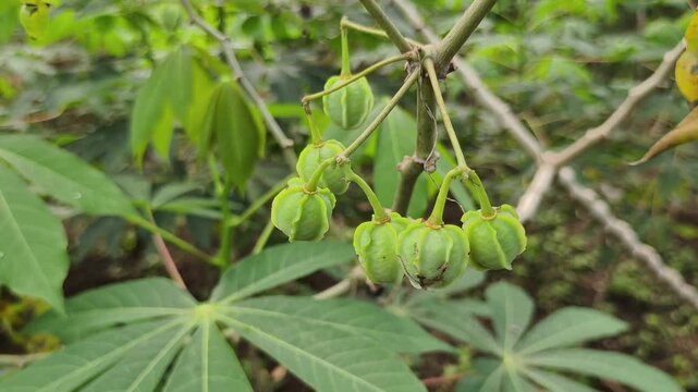 Cassava leaves in Cassava plantation, part 9