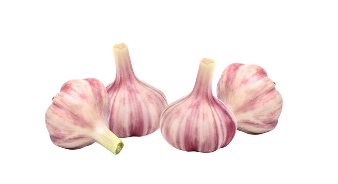 Fresh purple garlic bulbs isolated on black background