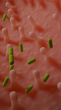 Lactobacillus Bacteria Microscopic Animation on Intestinal Villi