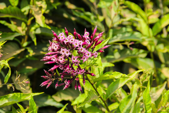 Purple cestrum flower cluster with pink tubular blossoms and green foliage