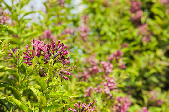 Purple cestrum flower cluster with pink tubular blossoms and green foliage