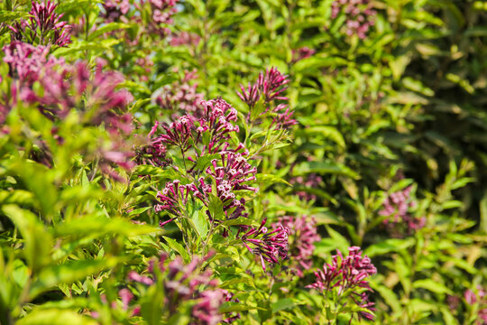 Purple cestrum flower cluster with pink tubular blossoms and green foliage