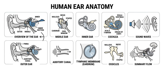 Fototapeta premium Human Ear Anatomy Diagram Isolated