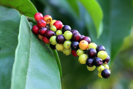 a cluster of buni or wuni fruits or Antidesma bunius, also known as bignay