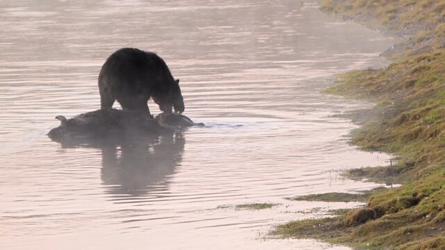 Grizzly Claws Rip Apart Bison Carcass in Yellowstone River