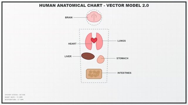 Human Anatomy Vector Chart Animation Organs Brain Heart Lungs Liver Stomach