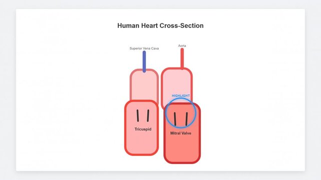 Human Heart Cross Section Animation Valve Function
