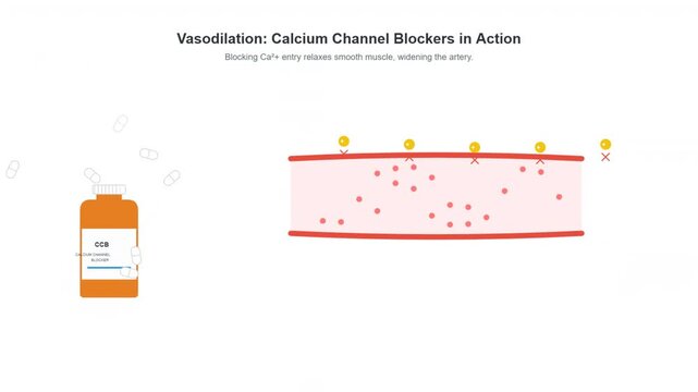 Medical Animation Calcium Channel Blockers Vasodilation Process Explained