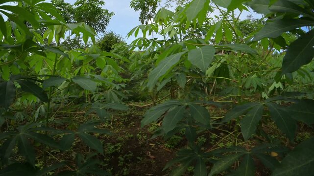 Cassava leaves in Cassava plantation, part 2