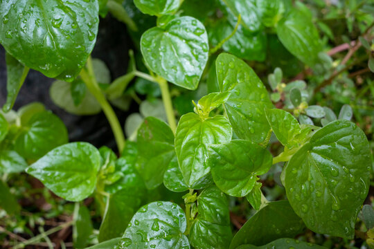 Fresh Pepper Elder Peperomia pellucida Medicinal Leaves