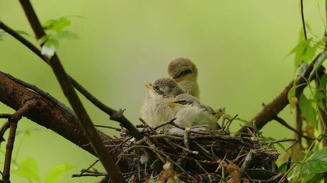 Three cute fluffy baby birds sitting together in a twig nest on a tree branch against a soft blurred green nature background