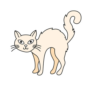 cute colored scary cat standing with arching back posture