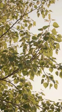 Tree Branches and Leaves Swaying in the Wind