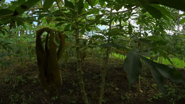 Cassava leaves in Cassava plantation, part 1