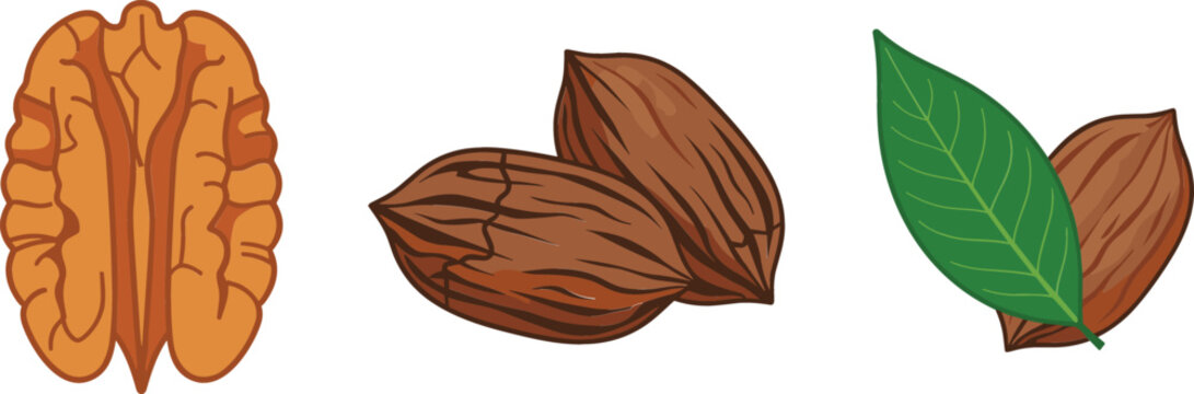 Pecan nut kernel and whole unshelled pecans with green leaves colored vector sketch illustrations on white background