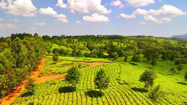 Aerial view of green tea rows across rolling hills in Malawi, with scattered trees and red dirt roads beneath a partly cloudy sky.