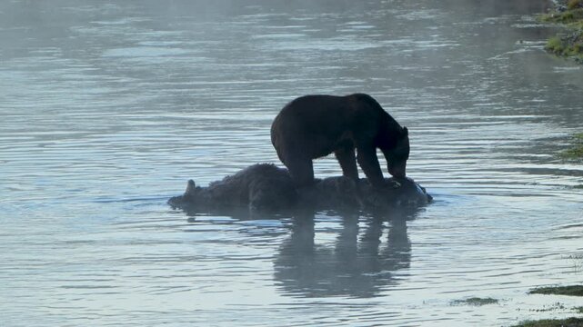 Grizzly Eats Bison Carcass Submerged in Yellowstone River on Foggy Morning