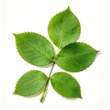 Green rose leaves with serrated edges