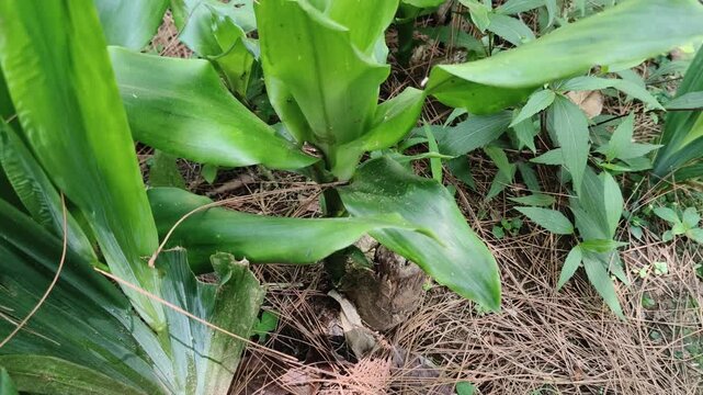 Fresh green aromatic ginger plant growing in garden