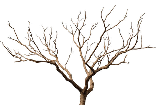 Bare tree crown with delicate upward reaching twigs