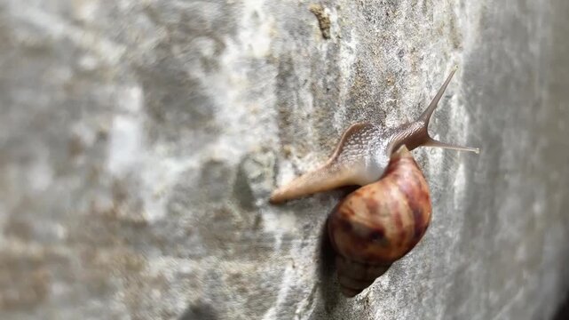 Close-up macro shot of a small snail slowly crawling upward on a textured rough concrete wall in natural light.
