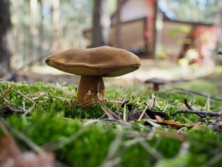 Edible bolete mushroom growing in green moss in autumn pine forest © Rafal