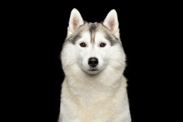 Siberian husky dog portrait looking at camera with penetrating gaze, calm confident look, thick white and gray fur, upright ears, isolated on black background, symmetrical frontal studio shot © seregraff