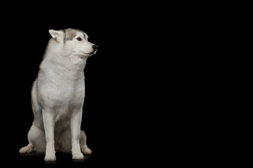 Siberian husky dog sitting full length at left and looking aside, isolated on black background, large copy space on right, thick white gray fur, calm obedient pose, studio shot © seregraff