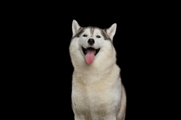 Happy smiling Siberian husky dog looking at camera with tongue out, joyful friendly expression, thick white and gray fur, isolated on black background, symmetrical studio portrait © seregraff