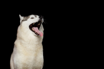 Happy Siberian husky dog with mouth wide open from joy and pleasure, eyes closed, tongue curled, blissful delighted expression, thick white and gray fur, isolated on black background, studio portrait © seregraff