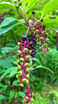 Pokeweed Berry Cluster with Green Unripe and Dark Ripe Berries on Bright Magenta Stem