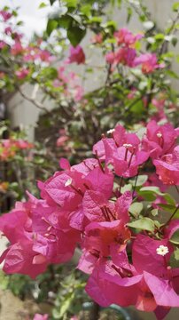 Pink Bougainvillea Flowers in Bloom Close Up