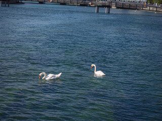 Two swans on a lake near a pedestrian bridge © Abetehaael