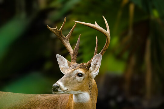 white tailed deer