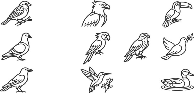 Educational bird illustration set for children learning and nature