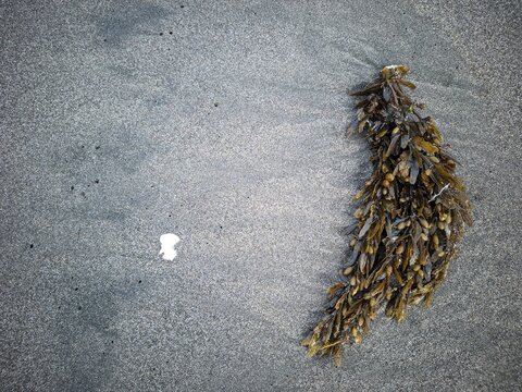 Natural Brown Seaweed Algae Washed Up on a Dark Wet Sandy Beach Background in Early Morning Light