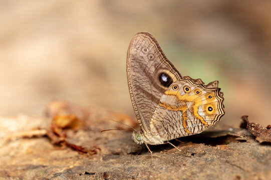 Erites angularis angularis or The Angle Cyclops while perched on a branch in the shade and fed on the nectar of rotten fruit from Ban Krang Camp, Kaeng Krachan National Park, Phetchaburi, Thailand.