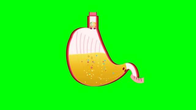 Medical 2D flat animation loop of human stomach anatomy showing healthy digestive process, gastric acid churning, peristalsis contraction, and nutrient breakdown isolated on chroma key green screen.