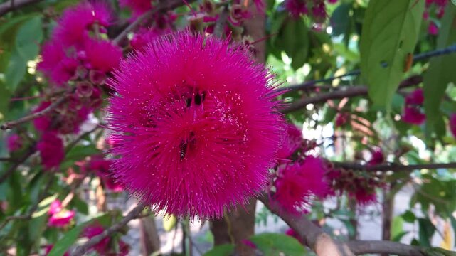 Honey Bee Pollinating a Bright Pink Malay Apple Flower