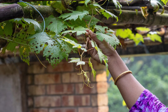 Woman hand touching green grape vine leaves growing on a bamboo trellis. Vitis vinifera plant cultivation in an organic home garden.