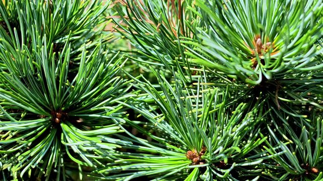 Close View of Pine Needles and Buds in Bright Natural Light