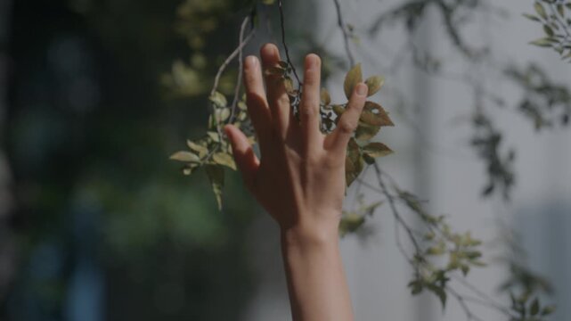 Close up of a woman's hand gently touching leaves and branches in nature, serene and healing mood